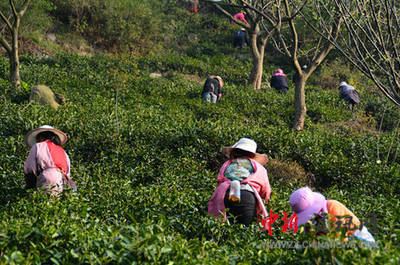 信阳市浉河区碧源茶叶:以诚为本做好茶(图)