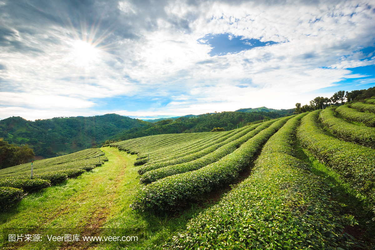 茶叶种植园字段