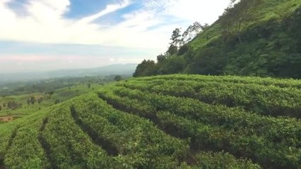 绿茶叶种植园的鸟瞰图