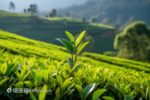 乡村的种植茶园