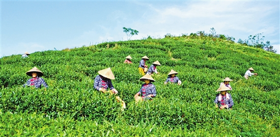 玉环火山茶 迎来采摘季