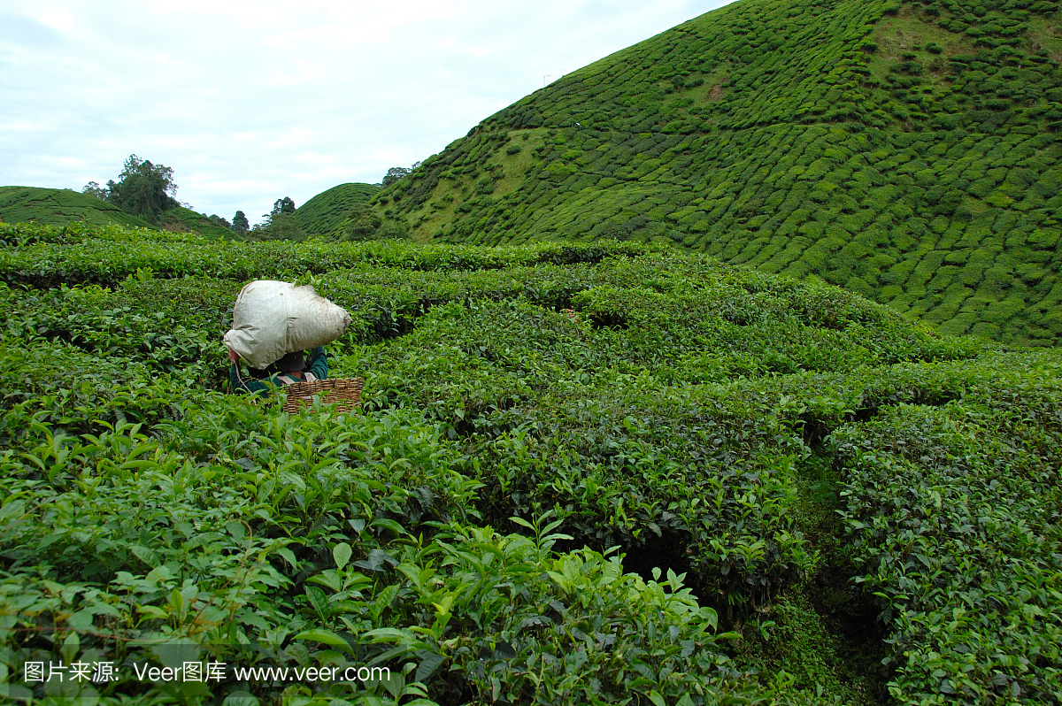 茶收获