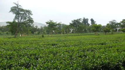 英玖红茶叶加工厂及种植基地考察行