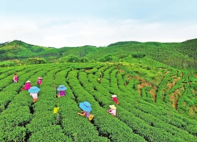 港南区木格镇大力发展富硒生态茶种植