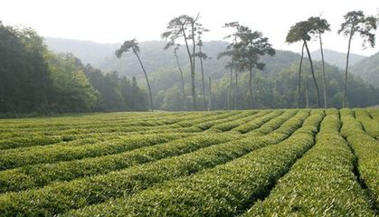 实施耕地质量提升三年行动计划 打造蒲江有机农产品生产基地--三年之内辐射推广土壤培育25万亩覆盖猕猴桃、柑橘、茶叶三大主导产业成片种植区