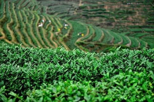 茶源地理 安溪 比回归传统更重要的,是回归一颗敬畏的心