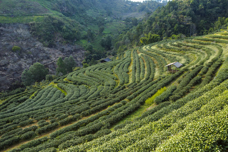 泰国绿茶种植园