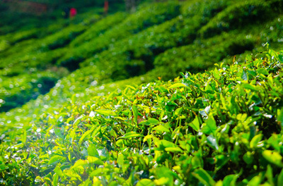 绿色茶园山,中国南方