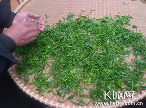 世界首例无土栽培茶叶在河北茶园种植试验成功