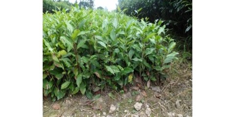 怎么种植茶叶/特色农产品交易