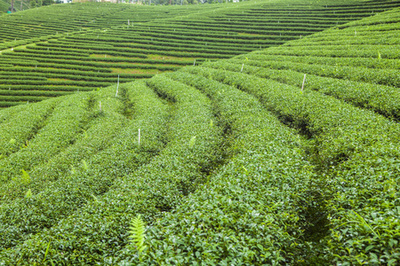 茶叶自然图片-茶叶自然素材-茶叶自然插画