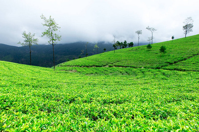 美丽的绿茶叶种植园背景