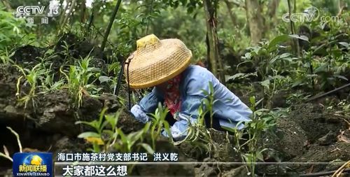 央视 新闻联播 聚焦海口施茶村 因地制宜谋发展 石头村 变身富裕村