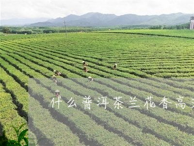 兰花香很浓的普洱茶有哪些