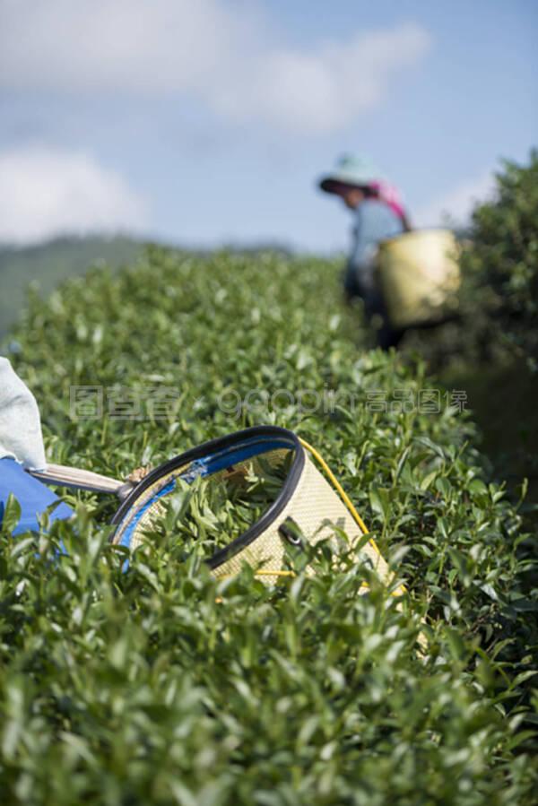 泰国清迈前沙龙茶种植园