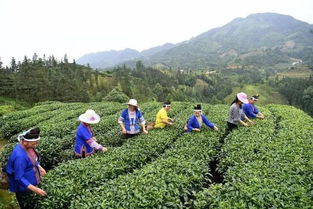 三江的这位扶贫队员让侗族大歌飘满侗寨,连新...