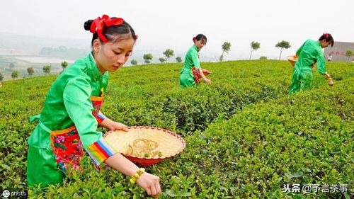 我国古代茶叶种植是如何发展的 有哪些影响因素 看完你就懂了