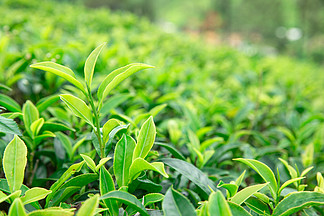 【花草茶叶】图片免费下载_花草茶叶素材_花草茶叶