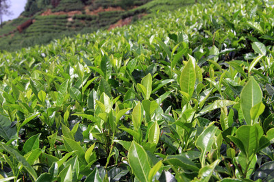 斯里兰卡努沃勒埃利耶附近种植园的绿茶叶