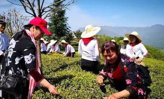 三峡茶文化节在宜昌邓村举行,首家无人工厂智能茶叶加工投产运行