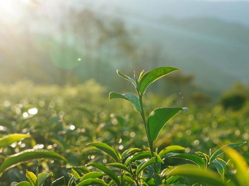 云南的乌龙茶,有什么不一样