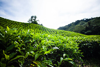 在马来西亚的茶叶种植园