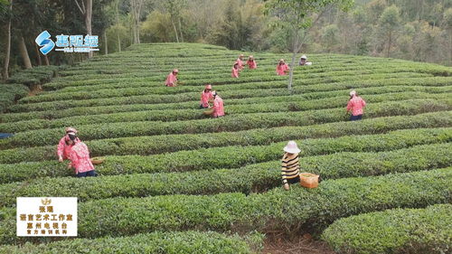 惠州首条茶叶自动化加工生产线启用 带动村民增收脱贫