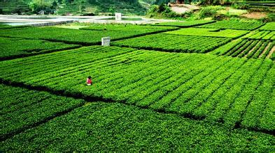 快来安化“黑茶最美生态茶园”撩茶