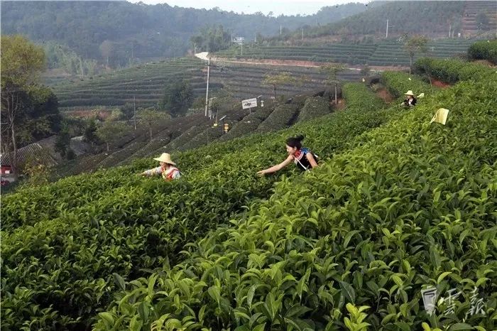 昭通榜上有名!云南10佳茶叶 花卉 蔬菜 水果 .