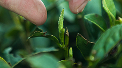 红源牌茶叶招商加盟信息