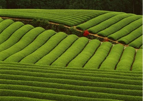 小茶叶大产业,看她茶旅共兴实现乡村振兴