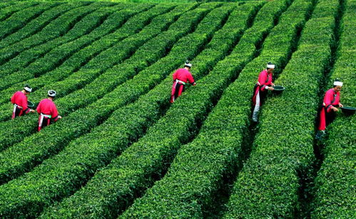 茶乡旅游精品线路 夏季避暑到茶乡 终选名单出炉