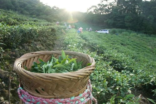 文山包种是什么茶