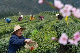 湖北秭归 丝绵茶香助增收