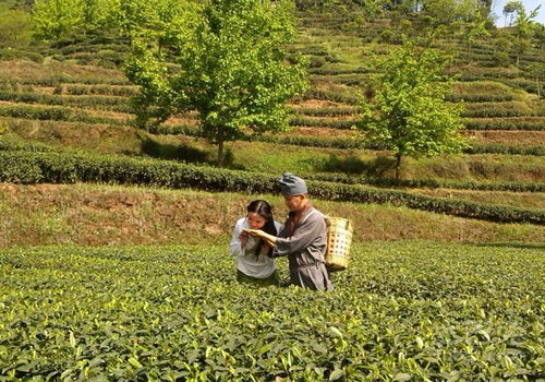 皇家御用珍品蒙顶山茶种类