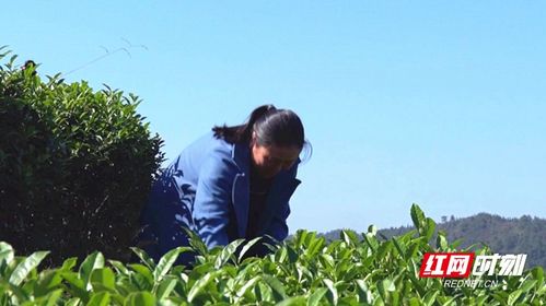 资兴茶叶种植户胡华英 培训后才懂得品牌的重要性