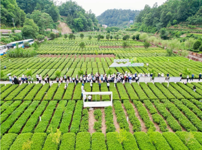 中茶协应邀出席湖北省发展茶业新质生产力暨振兴三峡茶产业大会