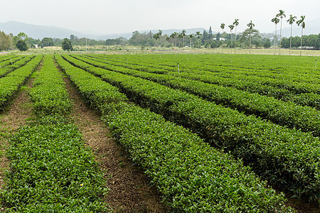 茶叶种植园