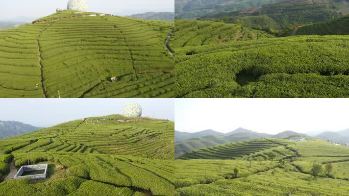 茶田茶叶种植