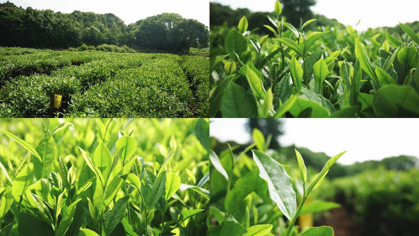 茶叶种植绿茶嫩芽特写展示