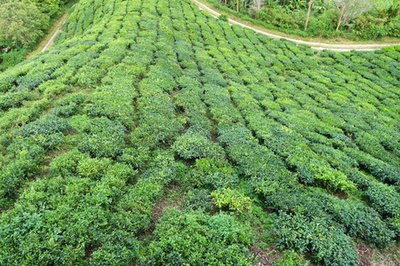 在印度南部的茶叶种植园