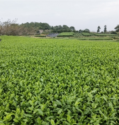蒙山茶叶苗批发