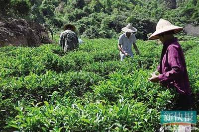仅茶园务工一项足以稳定脱贫!以茶叶种植促进多地长效脱贫