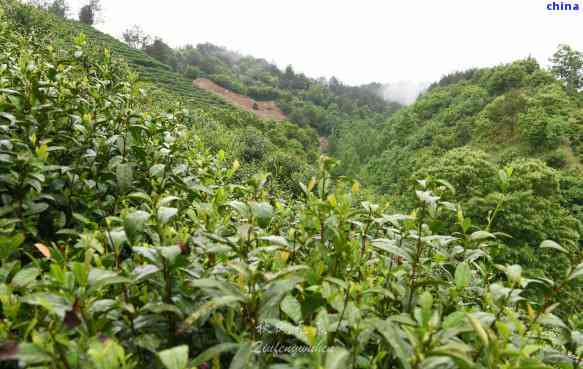 商南县茶叶都有什么品种,探秘商南县茶叶:了解其多样化的品种