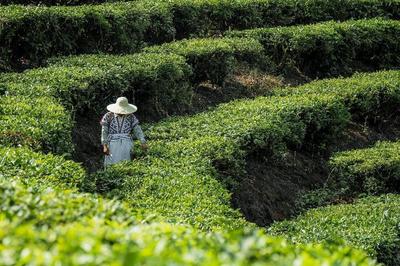 喜茶推出甄选茶园标准 打造供应链新模式把控茶叶品质