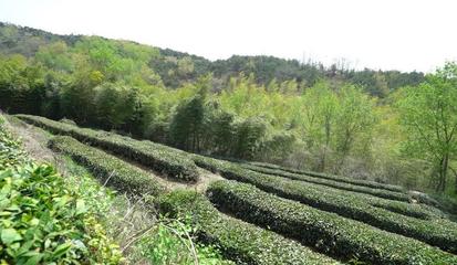 日照圣谷山茶场再获中国有机认证证书和国际有机认证证书