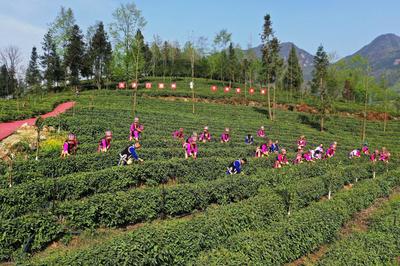 绵阳“羌茶羌文化生态游”入选中国美丽乡村休闲旅游精品线路