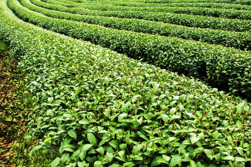 被采摘的茶叶