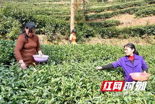 隆回 茶叶飘香圆了脱贫梦