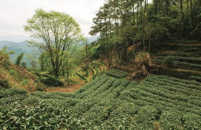 六堡茶黑茶与武夷白茶的黑白之约